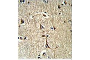AP17436PU-N GPD1 Antibody (N-term) staining of Formalin-Fixed, Paraffin-Embedded Human brain tissue using a peroxidase-conjugated to the secondary antibody, followed by DAB staining. (GPD1 抗体  (N-Term))