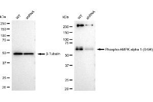 Western blotting analysis using Phospho-AMPK alpha 1 (S496) antibody (ABIN788). (Recombinant PRKAA1 抗体  (pSer496))