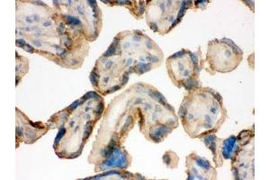 IHC testing of frozen human placental tissue with IDH2 antibody.