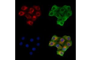 ABIN7093118 and ABIN7097808 staining Hela cells by IF/ICC.