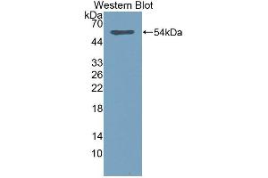 Western Blotting (WB) image for anti-Sialic Acid Acetylesterase (SIAE) antibody (Biotin) (ABIN1870873) (SIAE 抗体  (Biotin))
