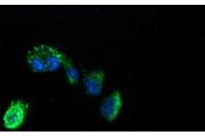 Immunofluorescence (IF) image for anti-Acetyl-CoA Acyltransferase 2 (ACAA2) antibody (ABIN1495726) (ACAA2 抗体)