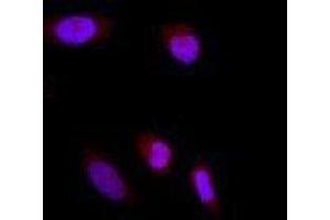 Immunofluorescence (IF) image for anti-Glutamate-Rich WD Repeat Containing 1 (GRWD1) (full length) antibody (ABIN2451991) (GRWD1 抗体  (full length))