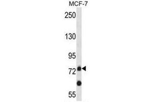 APLP2 Antibody (C-term) western blot analysis in MCF-7 cell line lysates (35µg/lane). (APLP2 抗体  (C-Term))