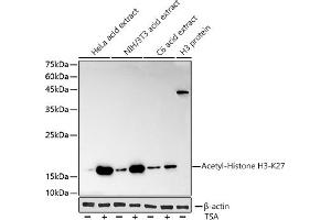 Western blot analysis of extracts of various cell lines, using Acetyl-Histone H3-K27 antibody (ABIN3016650, ABIN3016651, ABIN3016652, ABIN1682513 and ABIN1682514) at 1:1000 dilution. (Histone H3 (Acetyl K27) (acLys27) 抗体)