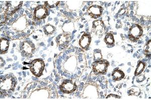 Human kidney; FOXF2 antibody - N-terminal region in Human kidney cells using Immunohistochemistry (FOXF2 抗体  (N-Term))