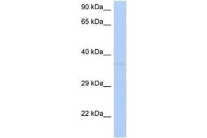 WB Suggested Anti-DRG1 Antibody Titration:  0. (DRG1 抗体  (N-Term))