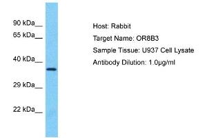 Host: Rabbit Target Name: OR8B3 Sample Type: U937 Whole Cell lysates Antibody Dilution: 1. (OR8B3 抗体  (C-Term))