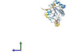 Protein Structure (PS) image for Nucleoredoxin Like Protein 1 (NXNL1) (AA 1-217) protein (His tag) (ABIN7559798)