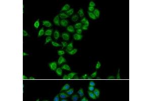Immunofluorescence analysis of A549 cells using COQ3 Polyclonal Antibody (COQ3 抗体)
