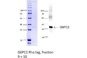 Western Blotting (WB) image for Glucose-6-Phosphatase, Catalytic, 2 (G6PC2) (AA 1-355) protein (Strep Tag) (ABIN3080375)