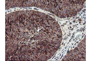 Image no. 3 for anti-TNF Receptor-Associated Protein 1 (TRAP1) antibody (ABIN1501500)