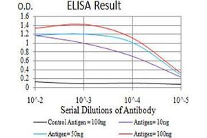 Fig. (TTF1 抗体  (AA 1-150))