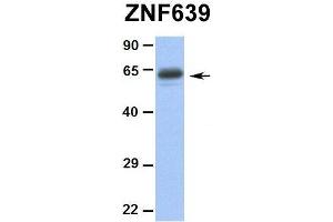Hum. (ZNF639 抗体  (N-Term))