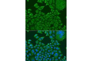 Immunofluorescence analysis of U2OS cells using FXR1 antibody. (FXR1 抗体  (AA 250-350))