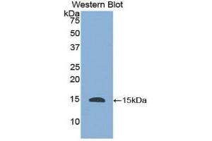 Western Blotting (WB) image for anti-Histatin 1 (HTN1) (AA 20-57) antibody (ABIN1176447)