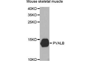 Western Blotting (WB) image for anti-Parvalbumin (PVALB) antibody (ABIN3016701) (PVALB 抗体)