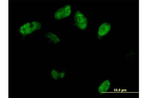 Immunofluorescence of purified MaxPab antibody to SAMHD1 on HeLa cell. (SAMHD1 抗体  (AA 1-626))