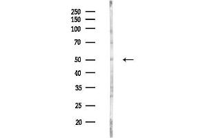 anti-Leucine Rich Repeat Containing 42 (LRRC42) (N-Term) antibody