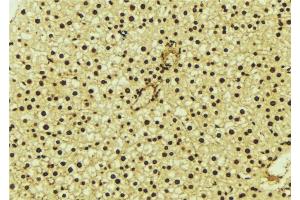 ABIN6277179 at 1/100 staining Mouse liver tissue by IHC-P. (DLGAP5 抗体  (N-Term))