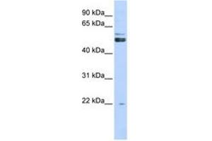 Image no. 1 for anti-Protein Arginine Methyltransferase 2 (PRMT2) (AA 71-120) antibody (ABIN6742957) (PRMT2 抗体  (AA 71-120))
