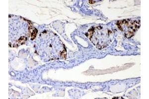 IHC testing of FFPE mouse pancreas tissue with RBP4 antibody at 1ug/ml. (RBP4 抗体)
