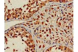 Immunohistochemistry of paraffin-embedded human testis tissue using ABIN7155369 at dilution of 1:100 (HIST2H2AC 抗体  (AA 2-129))