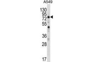 Western blot analysis in A549 cell line lysates (35ug/lane) using SPATA7 / HSD3  Antibody (C-term).