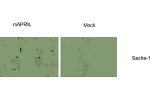Immunostaining of  cells transfected with a murine APRIL expression plasmid (left panels), or mock transfected (right panel). (TNFSF13 抗体  (AA 16-108, AA 105-250))