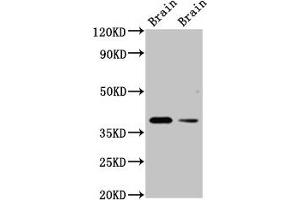 Western Blot Positive WB detected in: Rat brain tissue, Mouse brain tissue All lanes: TAAR5 antibody at 3 μg/mL Secondary Goat polyclonal to rabbit IgG at 1/50000 dilution Predicted band size: 39 kDa Observed band size: 39 kDa (TAAR5 抗体  (AA 1-34))