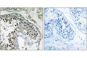 Immunohistochemistry analysis of paraffin-embedded human testis tissue, using PPP1R1C Antibody. (PPP1R1C 抗体  (AA 5-54))