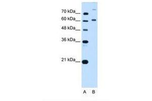 Image no. 2 for anti-BMP2 Inducible Kinase (BMP2K) (AA 551-600) antibody (ABIN320728) (BMP2K 抗体  (AA 551-600))