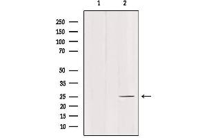 Western blot analysis of extracts from mouse brain, using C1QL4 Antibody. (C1QL4 抗体  (Internal Region))