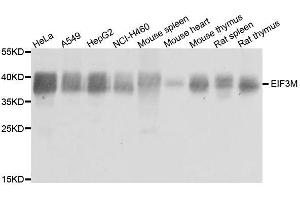 Western blot analysis of extracts of various cell lines, using EIF3M antibody. (Eukaryotic Translation Initiation Factor 3, Subunit M (EIF3M) (AA 1-374) 抗体)