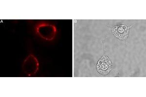 Immunocytochemistry (ICC) image for anti-Receptor (G Protein-Coupled) Activity Modifying Protein 1 (RAMP1) (AA 27-38), (Extracellular) antibody (ABIN7043595)