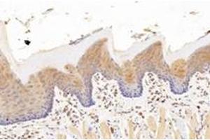 Immunohistochemistry analysis of paraffin-embedded rat tongue using,KCNK7 (ABIN7075149) at dilution of 1: 1200 (KCNK7 抗体)