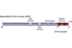 Image no. 1 for anti-Nitric Oxide Synthase 2, Inducible (NOS2) (AA 961-1144) antibody (ABIN967906) (NOS2 抗体  (AA 961-1144))