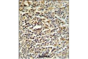 SGF29 Antibody (C-term) (ABIN651333 and ABIN2840193) IHC analysis in formalin fixed and paraffin embedded human spleen tissue followed by peroxidase conjugation of the secondary antibody and DAB staining.