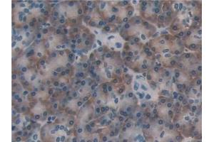 Detection of PDIA4 in Human Pancreas Tissue using Polyclonal Antibody to Protein Disulfide Isomerase A4 (PDIA4) (PDIA4 抗体  (AA 505-636))