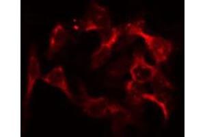 ABIN6274743 staining HeLa by IF/ICC. (MRPL46 抗体  (C-Term))