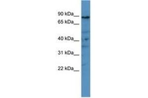 Image no. 1 for anti-phosphodiesterase 8A (PDE8A) (AA 551-600) antibody (ABIN6746531) (PDE8A 抗体  (AA 551-600))