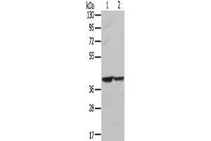 Gel: 8 % SDS-PAGE, Lysate: 40 μg, Lane 1-2: Hela cells, hepg2 cells, Primary antibody: ABIN7131237(STX16 Antibody) at dilution 1/400, Secondary antibody: Goat anti rabbit IgG at 1/8000 dilution, Exposure time: 5 seconds (Syntaxin 16 抗体)