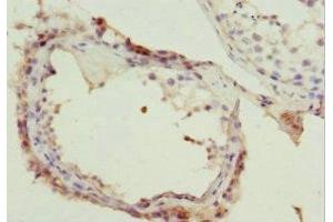 Immunohistochemistry of paraffin-embedded human testis tissue using ABIN7161740 at dilution of 1:100 (NSFL1C 抗体  (AA 1-185))