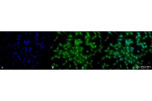 Immunocytochemistry/Immunofluorescence analysis using Rat Anti-TCP1-alpha Monoclonal Antibody, Clone 23c . (TCP1 alpha/CCTA 抗体  (C-Term) (PE))