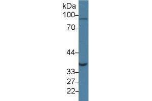 Western Blot; Sample: Human Jurkat cell lysate; Primary Ab: 1µg/ml Rabbit Anti-Human GLRX3 Antibody Second Ab: 0. (GLRX3 抗体  (AA 10-117))