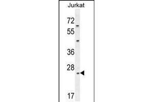 Western blot analysis in Jurkat cell line lysates (35ug/lane). (Claudin 22 (CLDN22) (AA 90-117) 抗体)