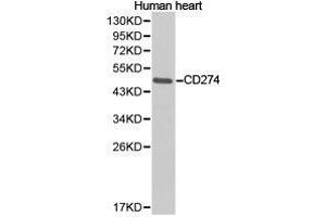 Western Blotting (WB) image for anti-CD274 (PD-L1) antibody (ABIN1871607) (PD-L1 抗体)