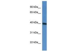 Image no. 1 for anti-PRP38 Pre-mRNA Processing Factor 38 (Yeast) Domain Containing A (PRPF38A) (C-Term) antibody (ABIN6746890)