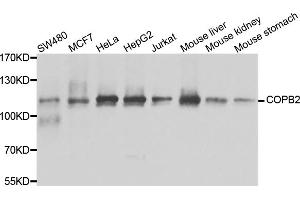Western blot analysis of extracts of various cell lines, using COPB2 antibody (ABIN5974232) at 1/1000 dilution. (COPB2 抗体)