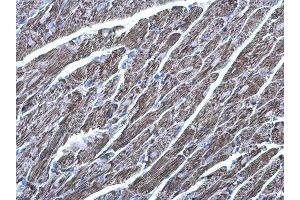 IHC-P Image MDH2 antibody detects MDH2 protein at mitochondria on mouse heart by immunohistochemical analysis. (MDH2 抗体)